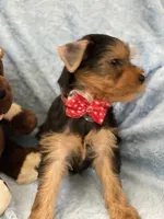 Chistery, a male Yorkshire Terrier for sale in Gainesville, FL – Photo 5 of 5