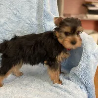 Fiyero, a male Yorkshire Terrier for sale in Gainesville, FL – Photo 5 of 5