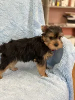 Fiyero, a male Yorkshire Terrier for sale in Gainesville, FL – Photo 5 of 5
