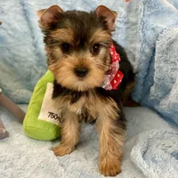 Fiyero, a male Yorkshire Terrier for sale in Gainesville, FL – Photo 2 of 5