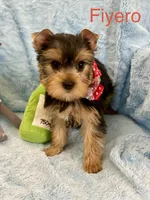 Fiyero, a male Yorkshire Terrier for sale in Gainesville, FL – Photo 2 of 5