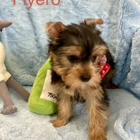 Fiyero, a male Yorkshire Terrier for sale in Gainesville, FL – Photo 3 of 5