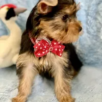 Fiyero, a male Yorkshire Terrier for sale in Gainesville, FL – Photo 1 of 5