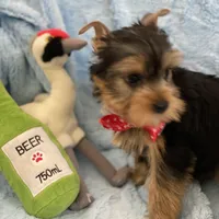 Fiyero, a male Yorkshire Terrier for sale in Gainesville, FL – Photo 4 of 5