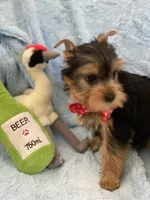 Fiyero, a male Yorkshire Terrier for sale in Gainesville, FL – Photo 4 of 5