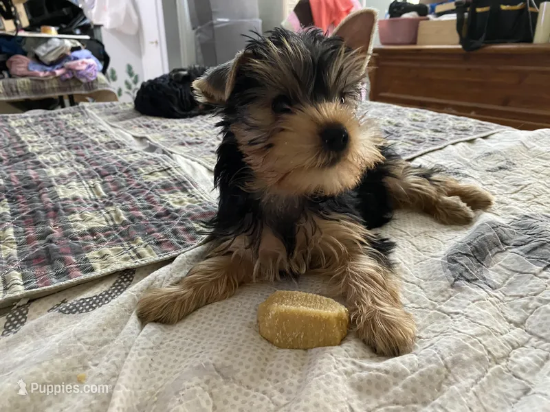 Fiyero – Yorkshire Terrier puppy for sale in Gainesville, FL