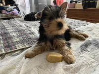 Fiyero, a male Yorkshire Terrier for sale in Gainesville, FL – 1 of 6