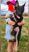 Ms Sassy, a female German Shepherd Dog for sale in Greenville, NC – Photo 2 of 3