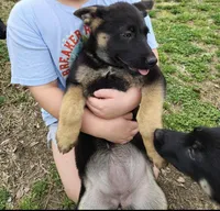 Ms Sassy, a female German Shepherd Dog for sale in Greenville, NC – Photo 3 of 3
