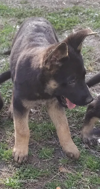 Ms Sassy – German Shepherd Dog puppy for sale in Greenville, NC