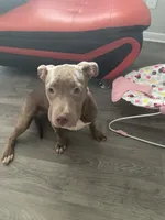 Khloe, a female American Pit Bull Terrier for sale in Decatur, GA – 1 of 2