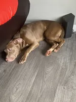 Khloe, a female American Pit Bull Terrier for sale in Decatur, GA – 2 of 2