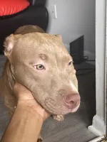 Khloe, a female American Pit Bull Terrier for sale in Decatur, GA – 3 of 3