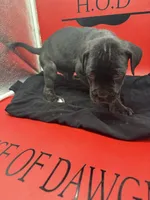 Nero, a male Cane Corso for sale in Pittsburgh, PA – 4 of 4