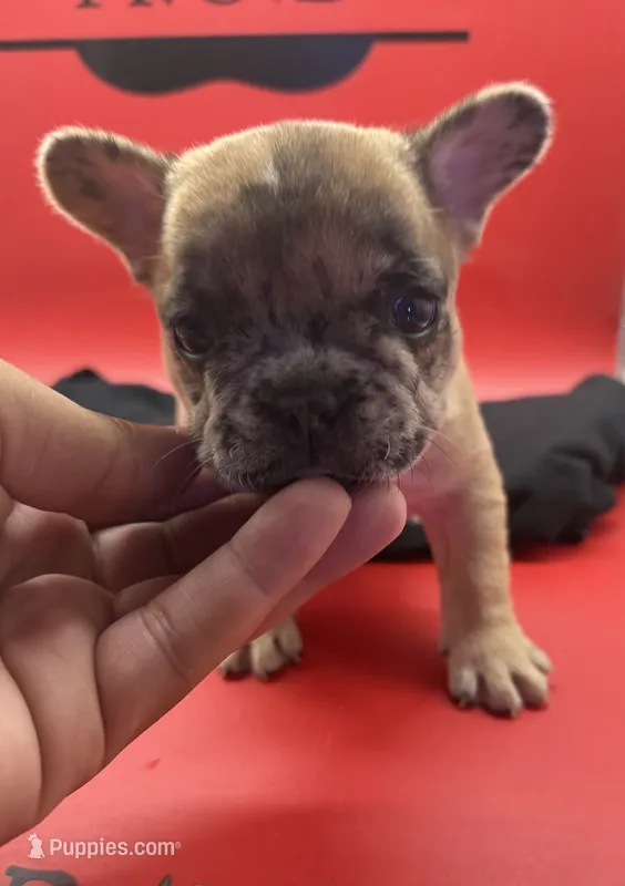 Isadora  – French Bulldog puppy for sale in Pittsburgh, PA