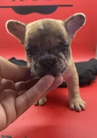 Isadora , a female French Bulldog for sale in Pittsburgh, PA – 1 of 6