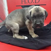 Rocco, a male Cane Corso for sale in Pittsburgh, PA – 5 of 6
