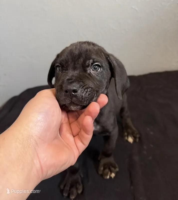 AKC- Birtha – Cane Corso puppy for sale in Pittsburgh, PA