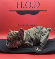 Rumcofa, a male French Bulldog for sale in Pittsburgh, PA – 2 of 6