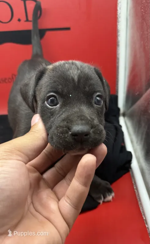 Nyx – Cane Corso puppy for sale in Pittsburgh, PA