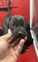 Nyx, a female Cane Corso for sale in Pittsburgh, PA – 1 of 6