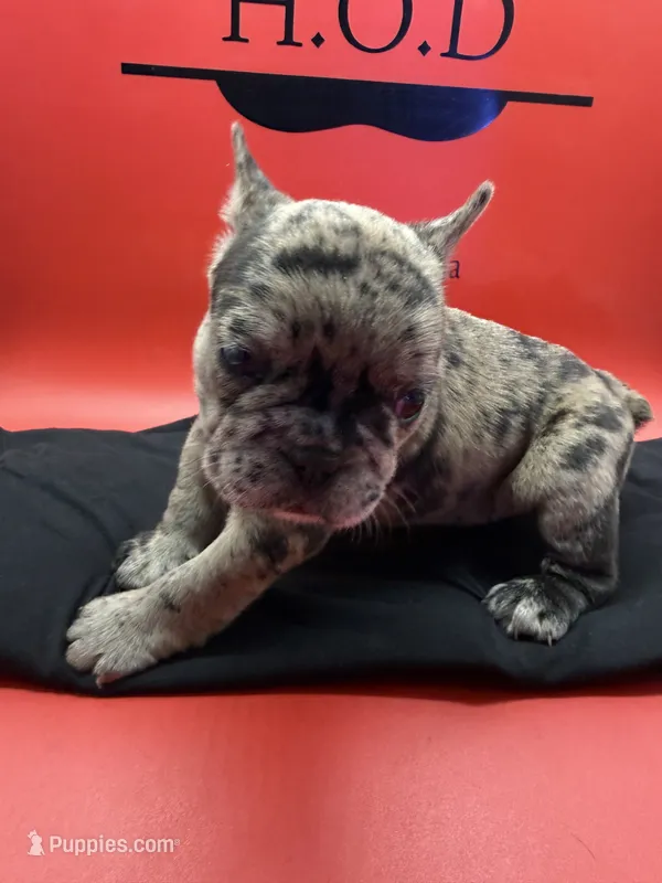 Rumcofa – French Bulldog puppy for sale in Pittsburgh, PA