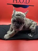 Rumcofa, a male French Bulldog for sale in Pittsburgh, PA – 1 of 6