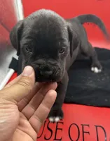 Freya, a female Cane Corso for sale in Pittsburgh, PA – 2 of 6
