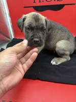 Rocco, a male Cane Corso for sale in Pittsburgh, PA – 3 of 6