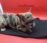 Rumcofa, a male French Bulldog for sale in Pittsburgh, PA – 3 of 6