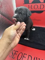 Storm, a female Cane Corso for sale in Pittsburgh, PA – 4 of 6