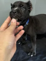 AKC- Thor, a male Cane Corso for sale in Pittsburgh, PA – Photo 2 of 4