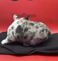 Krumbetta, a female French Bulldog for sale in Pittsburgh, PA – 2 of 6