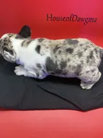 Krumbetta, a female French Bulldog for sale in Pittsburgh, PA – 4 of 6