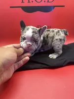 Krumbetta, a female French Bulldog for sale in Pittsburgh, PA – 3 of 6