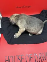 Rocco, a male Cane Corso for sale in Pittsburgh, PA – 4 of 6