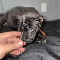 AKC- Onyx, a male Cane Corso for sale in Pittsburgh, PA – Photo 2 of 4