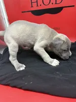 Athena , a female Cane Corso for sale in Pittsburgh, PA – 4 of 6
