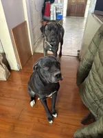 Storm, a female Cane Corso for sale in Pittsburgh, PA – 5 of 6