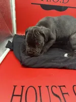 Freya, a female Cane Corso for sale in Pittsburgh, PA – 3 of 6