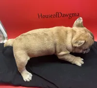 Isadora , a female French Bulldog for sale in Pittsburgh, PA – 3 of 6