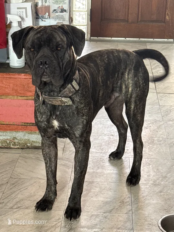 Rocco – Cane Corso puppy for sale in Pittsburgh, PA