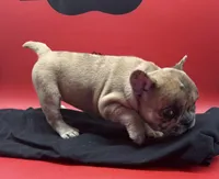 Isadora , a female French Bulldog for sale in Pittsburgh, PA – 2 of 6