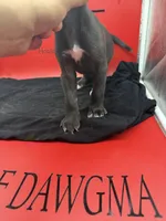 Nyx, a female Cane Corso for sale in Pittsburgh, PA – 2 of 6