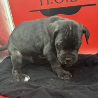 Nero, a male Cane Corso for sale in Pittsburgh, PA – 3 of 4