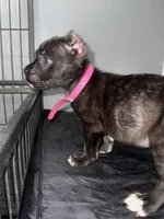 AKC- Zelda, a female Cane Corso for sale in Pittsburgh, PA – Photo 1 of 4