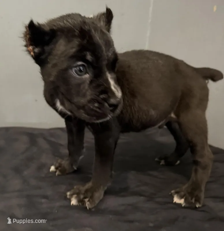 AKC- Thor – Cane Corso puppy for sale in Pittsburgh, PA