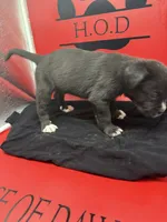 Storm, a female Cane Corso for sale in Pittsburgh, PA – 3 of 6