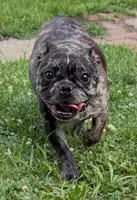 Isadora , a female French Bulldog for sale in Pittsburgh, PA – 5 of 6