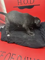 Freya, a female Cane Corso for sale in Pittsburgh, PA – 4 of 6